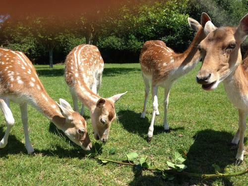 Bed & Breakfast Le Pr� Aux Daims