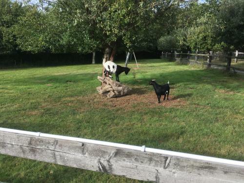 Bed & Breakfast Le Pr� Aux Daims