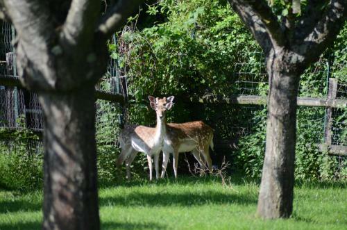 Bed & Breakfast Le Pr� Aux Daims
