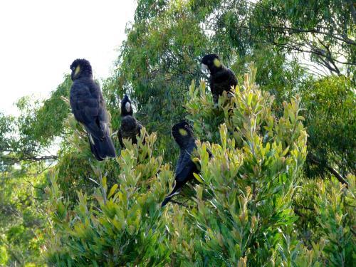 Eagles Rise Tasmania