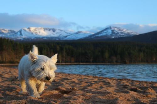 Cairngorm Lodge Youth Hostel