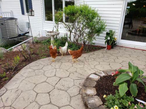 Bed & Breakfast G�te Le Grandelinois