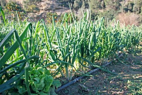 Agroturismo Hort De Mao