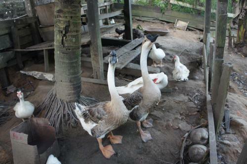 Agroturismo Chacara Santa Barbara