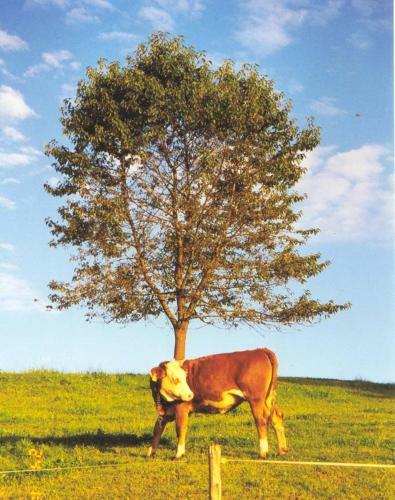 Agroturismo Ferienhof Kriechbaumer
