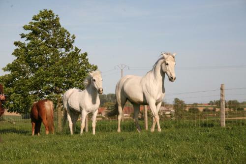 G�te De La Ferme Des Crins Blancs