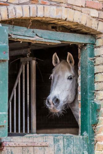 G�te De La Ferme Des Crins Blancs