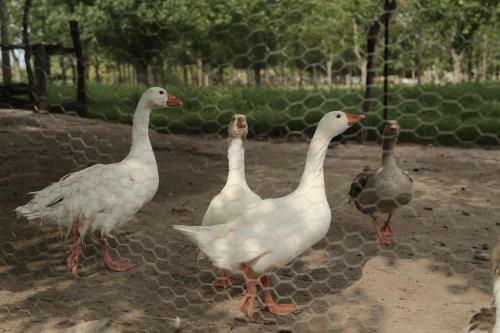 Agroturismo Complejo Los Parrales