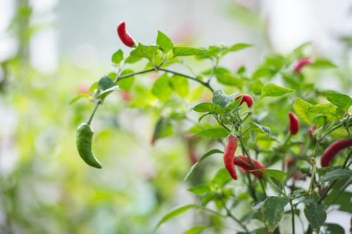 Agroturismo Park House Hotel