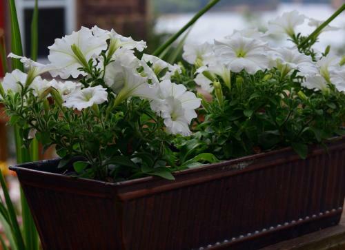 Bed & Breakfast White Rose Inns & Motel