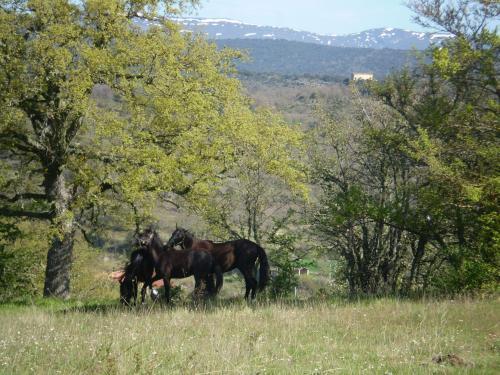 Agroturismo Casa Rural Manzanela