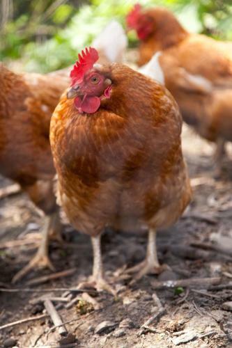 Agroturismo Lower Buckton Country House