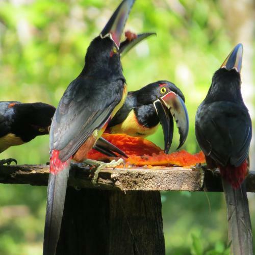 Bed & Breakfast Toucan And Tarpon