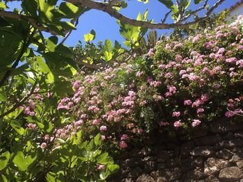 Bed & Breakfast Finca Los Geranios