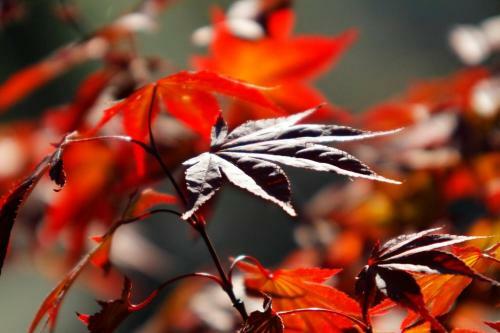 Hostal Agriturismo Borgo Del Taglio