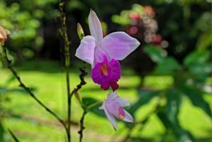 Hotel Volcano Lodge & Gardens
