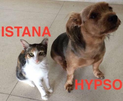 Hostal Istana Hypso