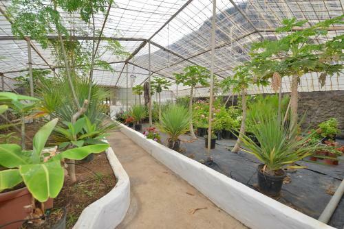 Apartamentos Finca Wapa