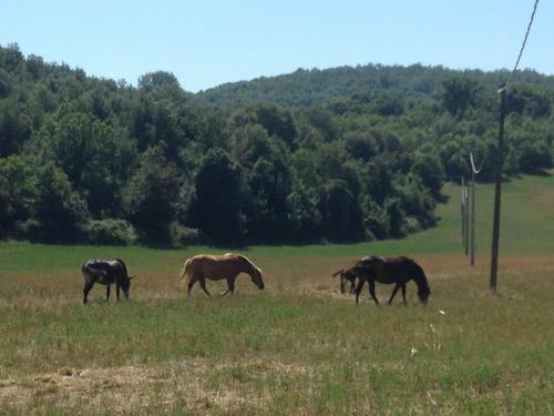 Agroturismo Agriturismo I Sassi Grossi