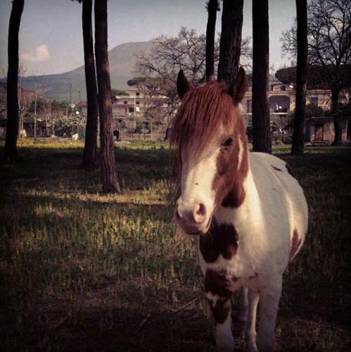 Bed & Breakfast Al Corbezzolo