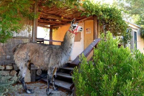 Agroturismo Alpaca Farm