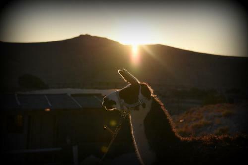Agroturismo Alpaca Farm
