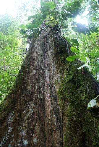 Lodge Isla Ecologica Mariana Miller