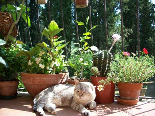 Hostal Villa Giarradea