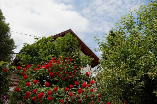 Hostal Pension Stejeris