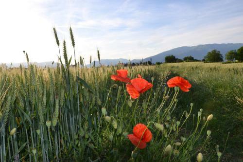 Bed And Breakfast Villa Novella