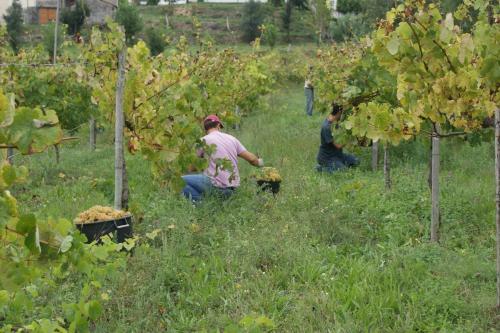 Agroturismo Quinta Lama De Cima
