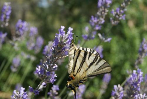 Bed & Breakfast Le Mas Des Ch�nes