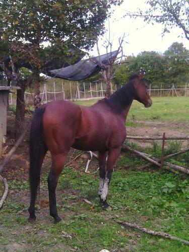 B&B Maneggio Artisti Del Cavallo