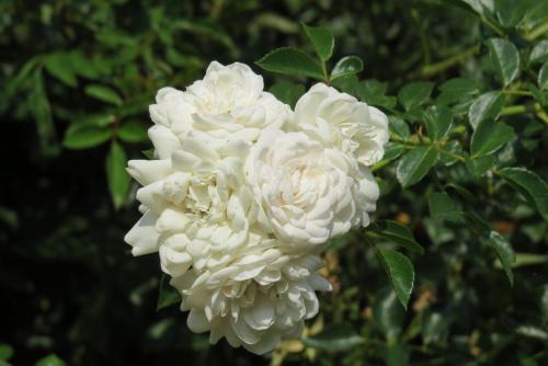 Agroturismo Fattoria Delle Rose