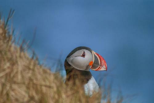 Agroturismo Guesthouse Borg-njardv�k