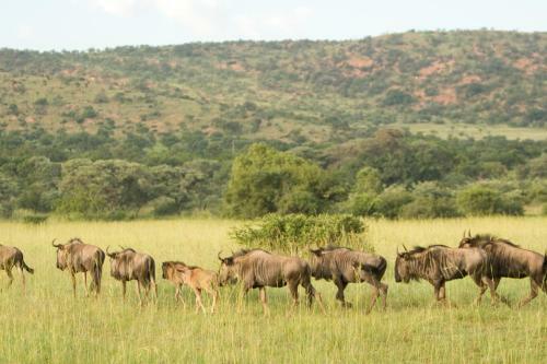 Kedar Country Lodge, Conference Centre & Spa