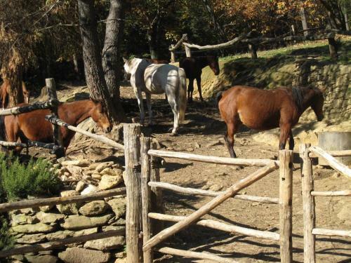 Hostal Centro Trekking A Cavallo Monte Brugiana