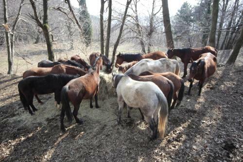 Hostal Centro Trekking A Cavallo Monte Brugiana