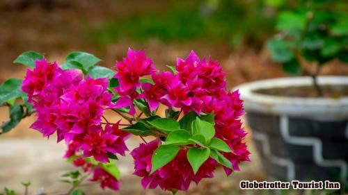 Posada Globetrotter Tourist Inn