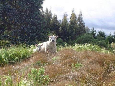 Hokonui Bed &amp; Breakfast