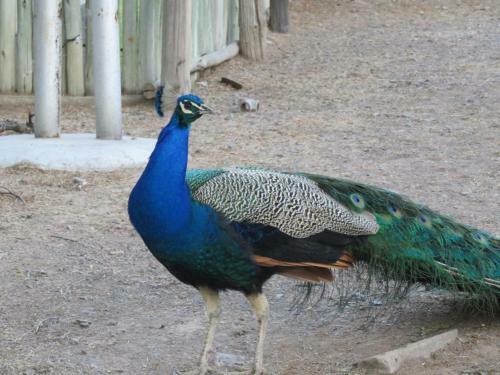 Agroturismo Olive Grove Guest Farm