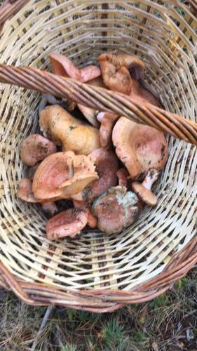 Agroturismo Castell D�orp�