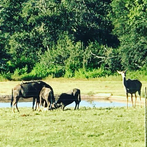 Lodge Olievenfontein Private Game Reserve