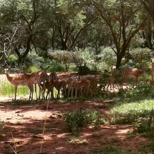 Lodge Olievenfontein Private Game Reserve