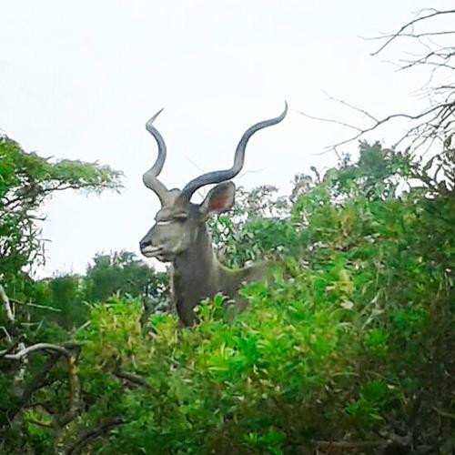 Lodge Olievenfontein Private Game Reserve