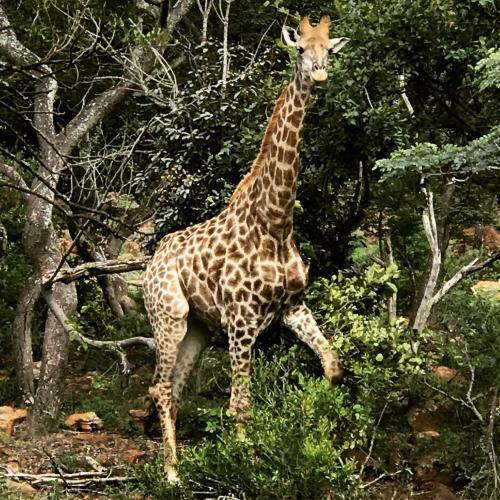 Lodge Olievenfontein Private Game Reserve