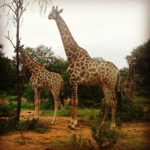 Lodge Olievenfontein Private Game Reserve