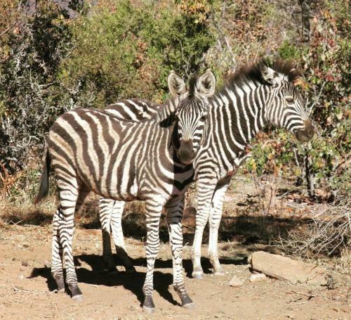 Lodge Olievenfontein Private Game Reserve