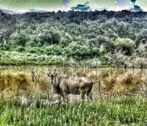 Lodge Olievenfontein Private Game Reserve