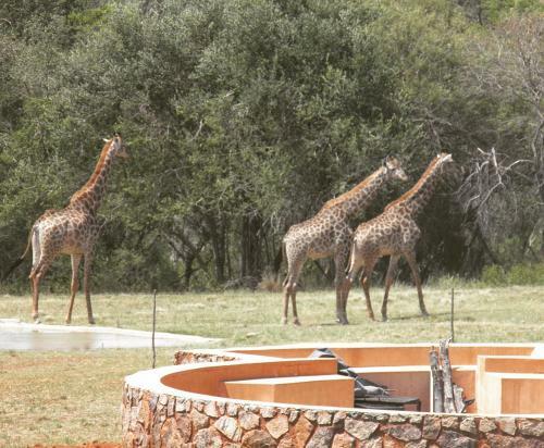 Lodge Olievenfontein Private Game Reserve